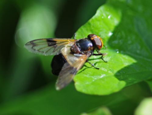 Volucella pellucens